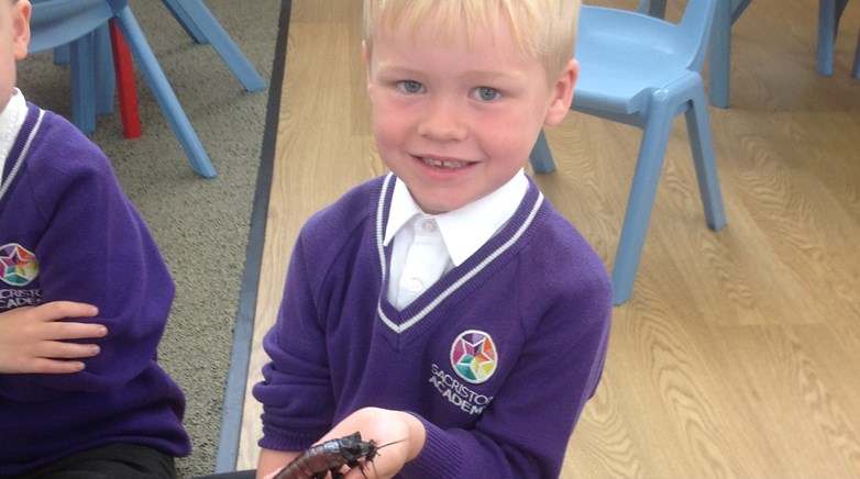 Sacriston insect visitors