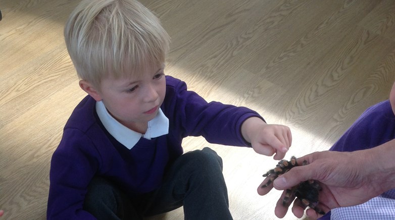 Sacriston insect visitors