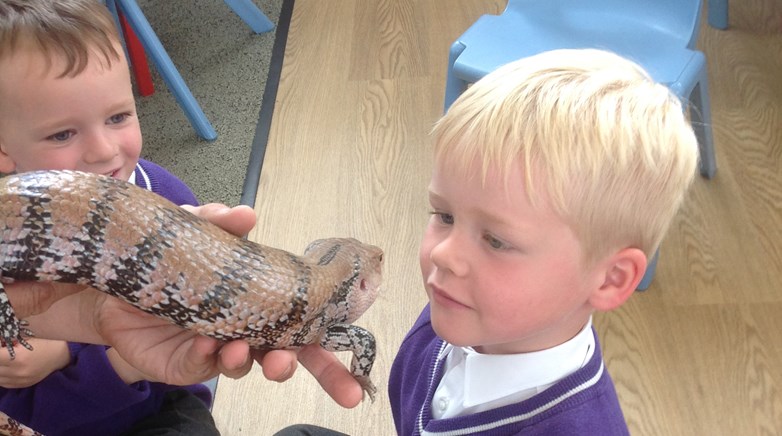 Sacriston insect visitors
