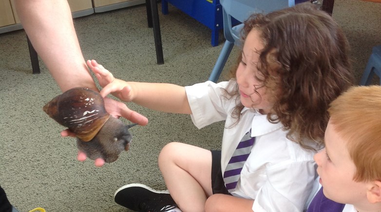 Sacriston insect visitors