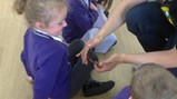 Sacriston insect visitors