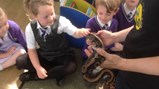 Sacriston insect visitors