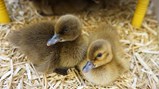 Ducklings hatch at Sacriston!