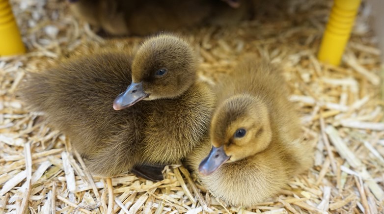 Ducklings hatch at Sacriston!