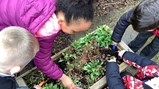 Year 2 gardening 