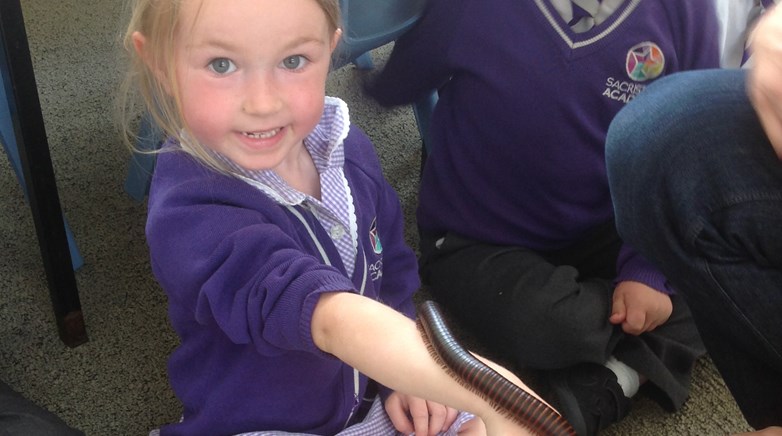 Sacriston insect visitors