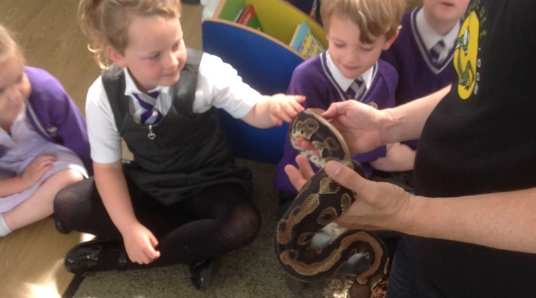Sacriston insect visitors